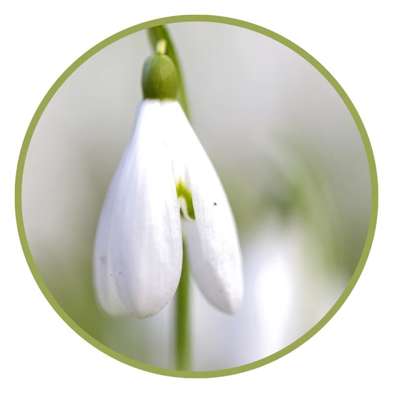 Perce-neige fleur blanche Fleur blanche Éclosion précoce