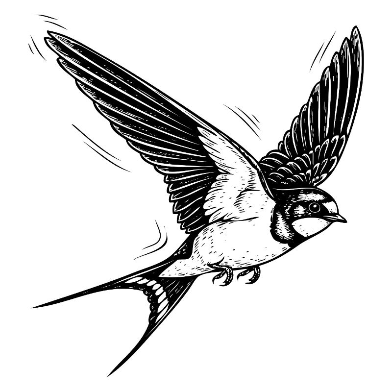 swallow