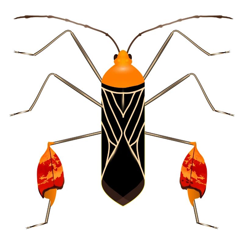 Anisoscelis alipes leaf-footed bug exotic insect