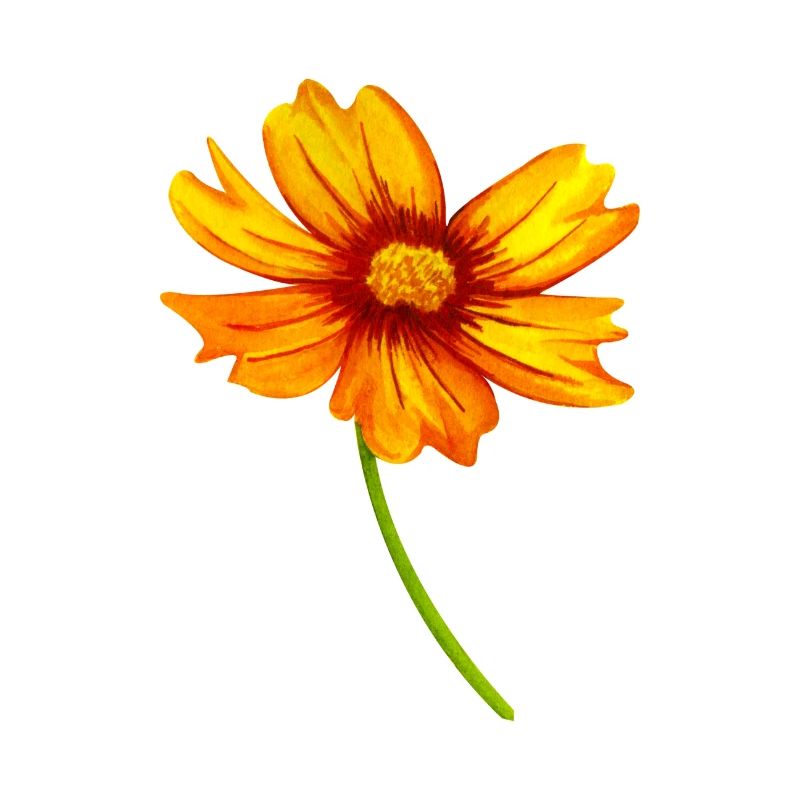 Blume