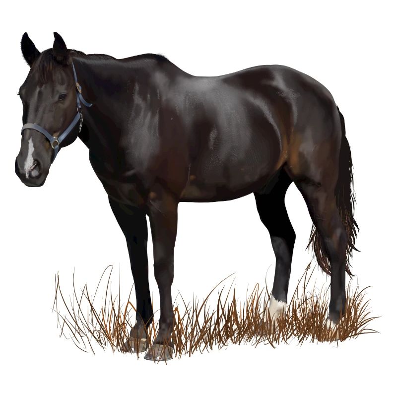 Pferd