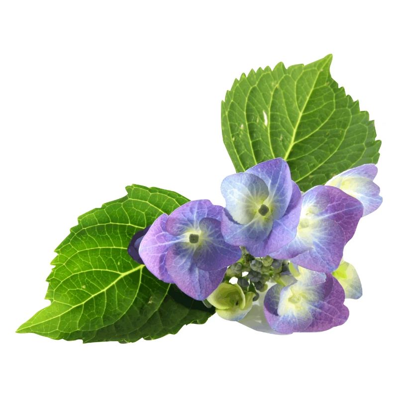 fleur