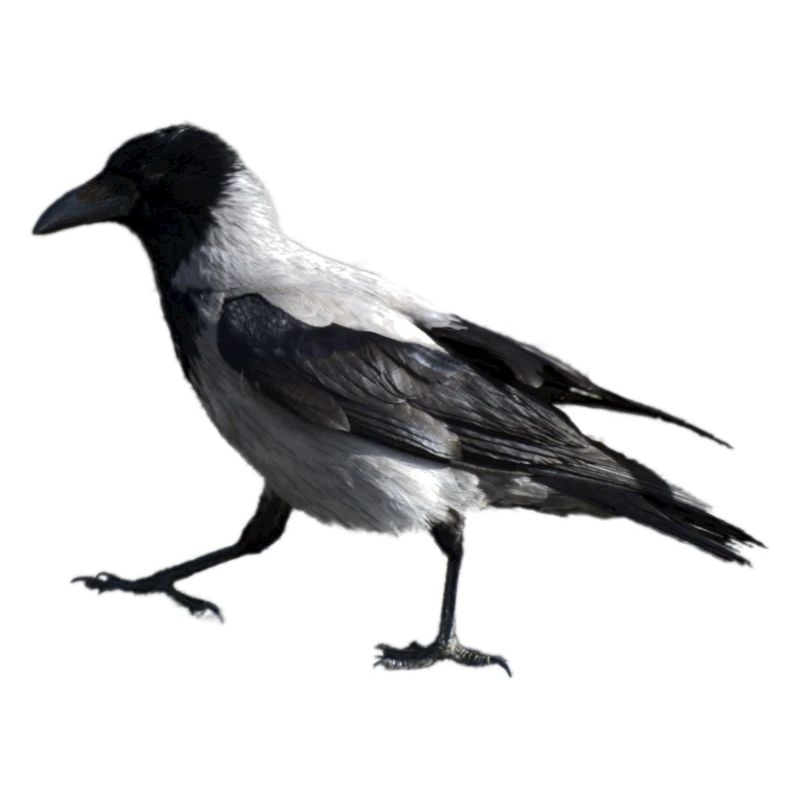 A small step by a crow