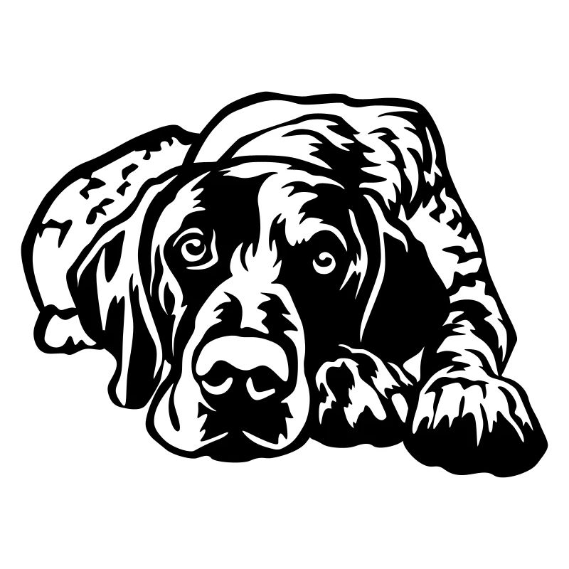 German Shorthaired Pointer