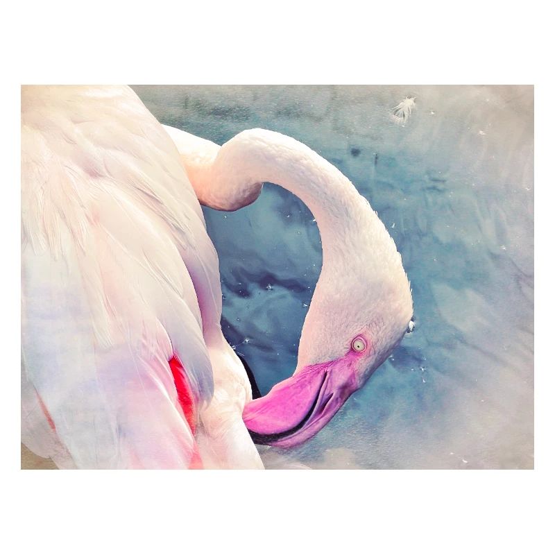 Flamant