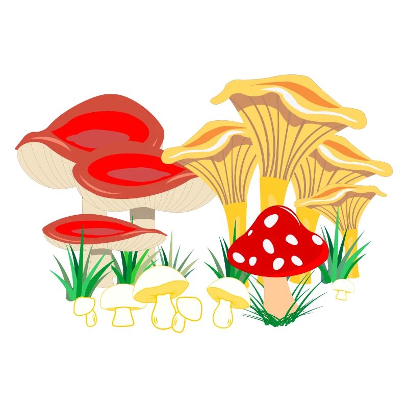 Composition colorée des champignons