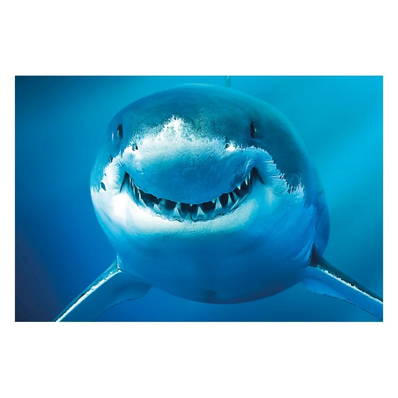 Requin souriant sous l’eau
