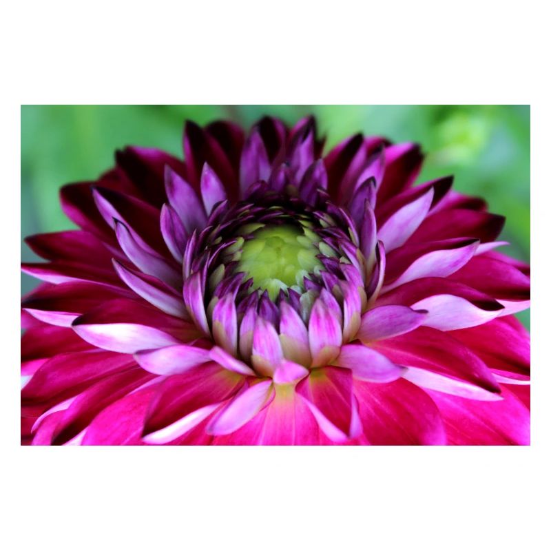 Fleur Rose Rose Fleur Fleurs Rose Rose Fleurs