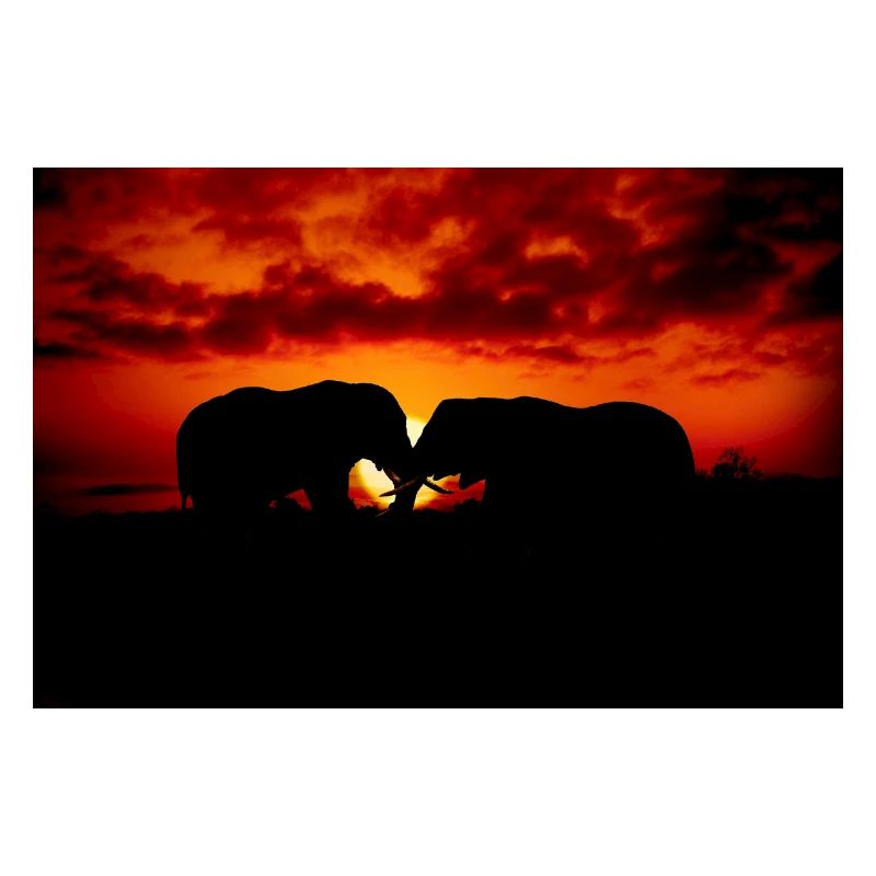 Silhouetted Elephants at Sunset