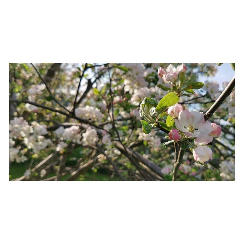 Cherry blossom branches Spring