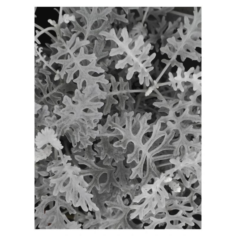 Maritime Cinerary Silver — Black and White