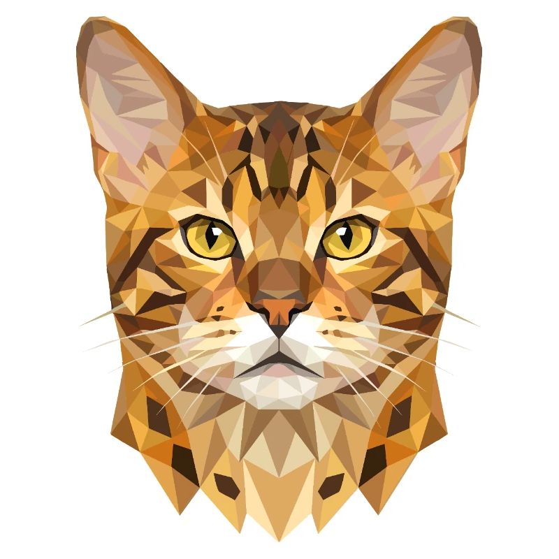 Chat léopard du Bengale, chat léopard, léopardette, chats du Bengale,