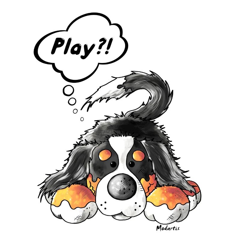 Playing Bernese Mountain Dog