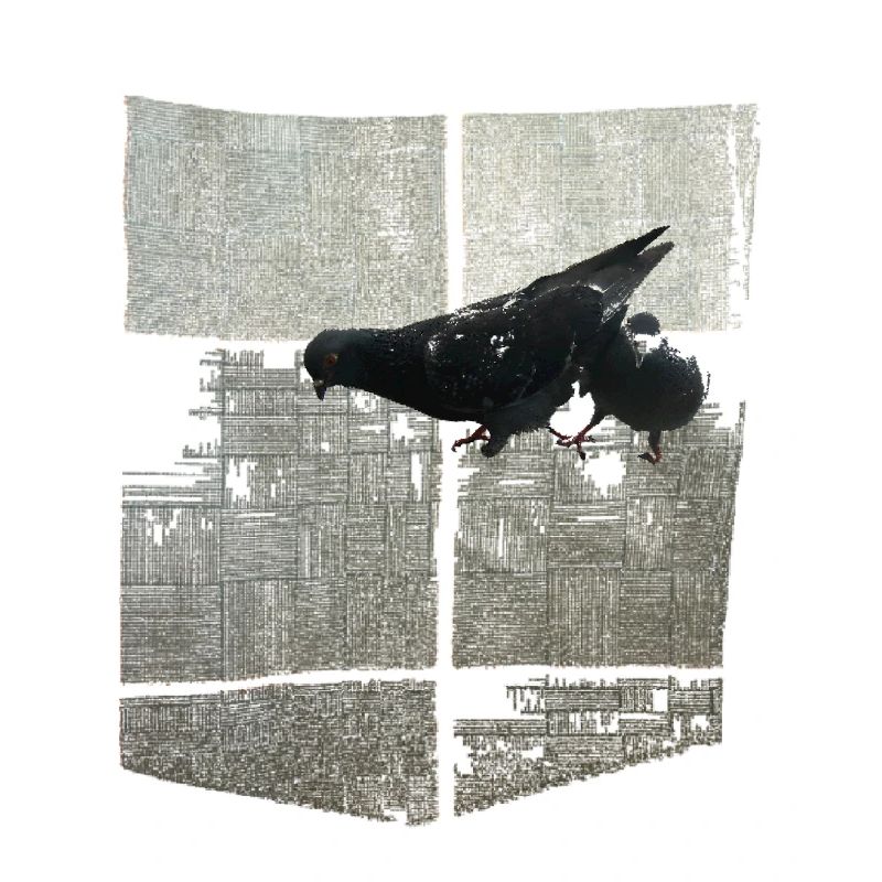 Doves
