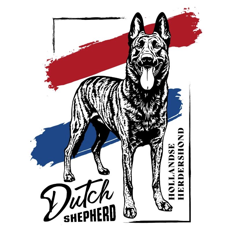 Dutch Shepherd - Dutchie 