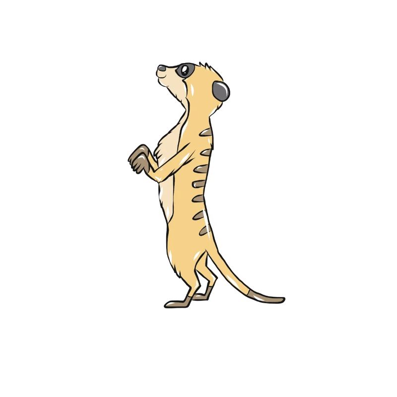Erdmännchen