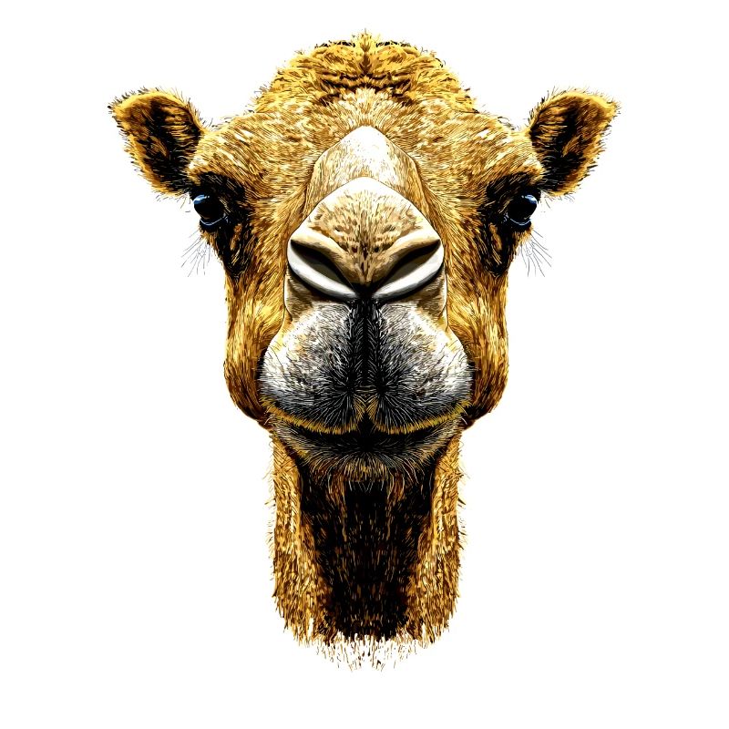 Camel Dromedary Bactrian Camel Gift Camels