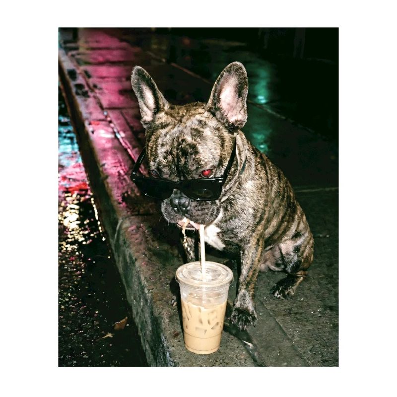 Bouledogue français buvant du café glacé