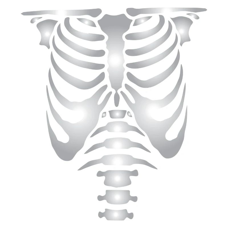 Human skeleton bones torso