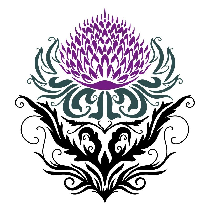 Chardon pourpre Chardon