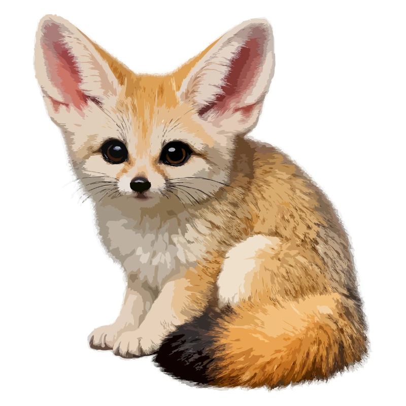 Fennec desert fox