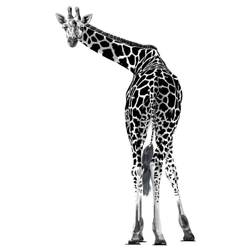 Giraffe greets friendly