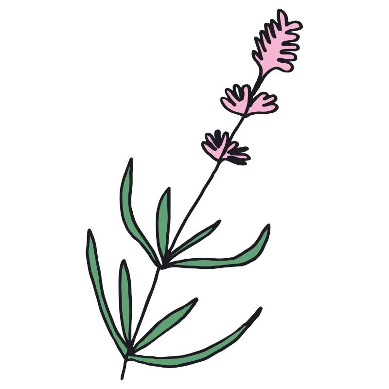 lavendel lavender