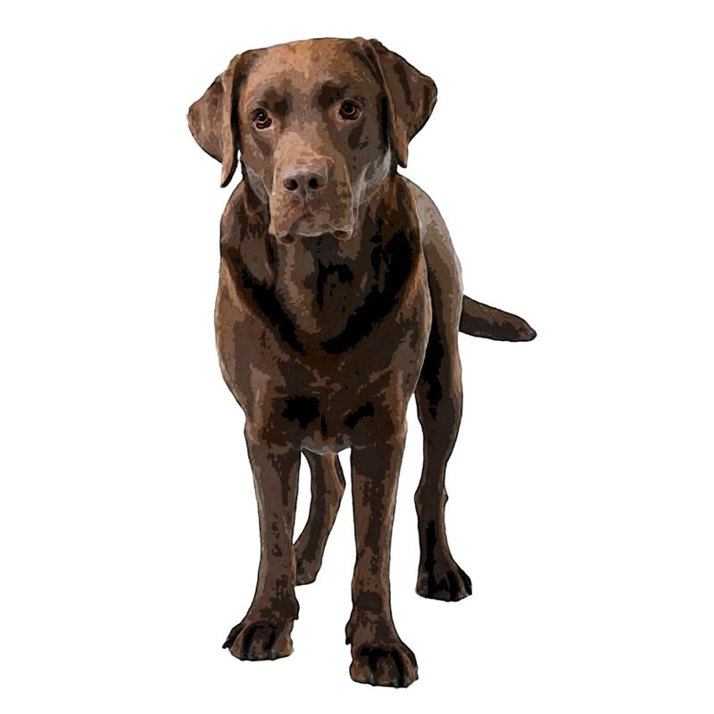 Brown Labrador Comic Style