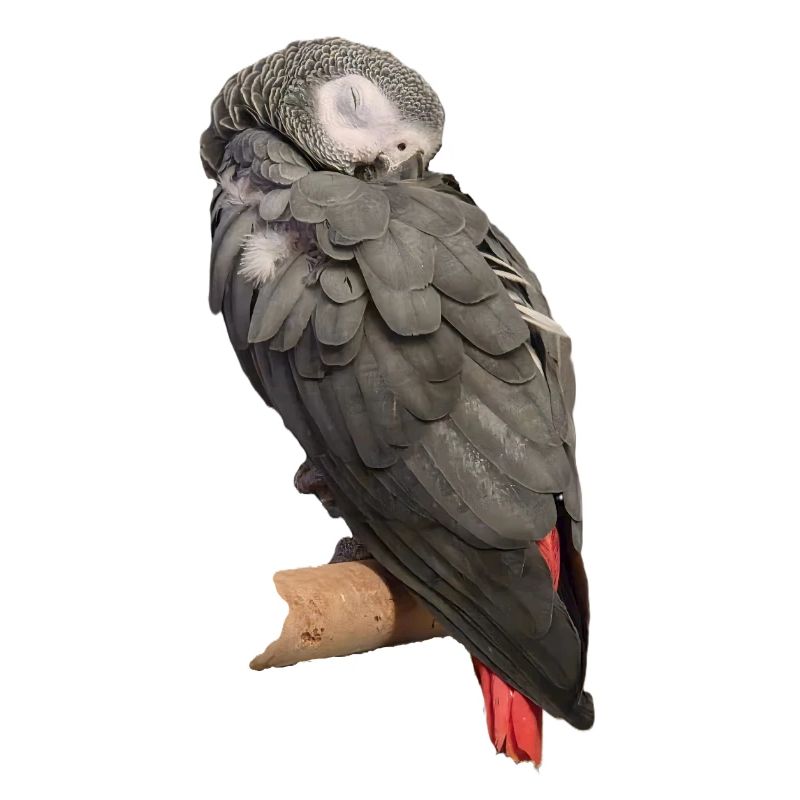 Schlafender Vogel Graupapagei