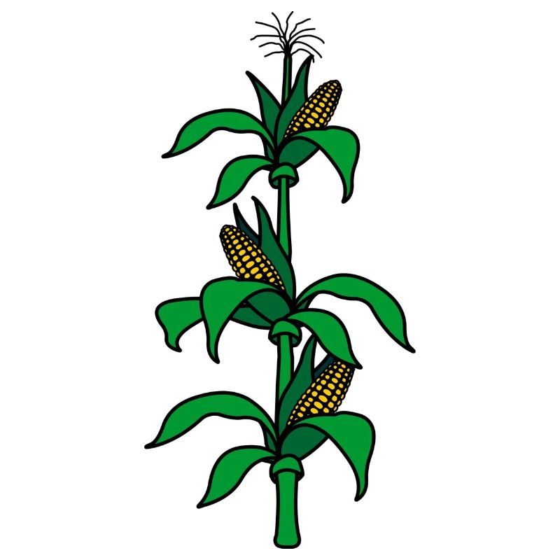 Corn stalk logo for corn harvest