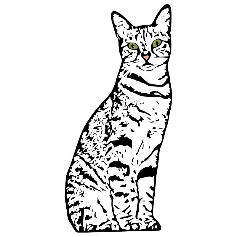 Chat blanc Chat Chat blanc Cadeau