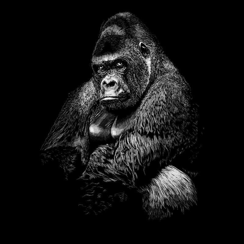 Gorilla