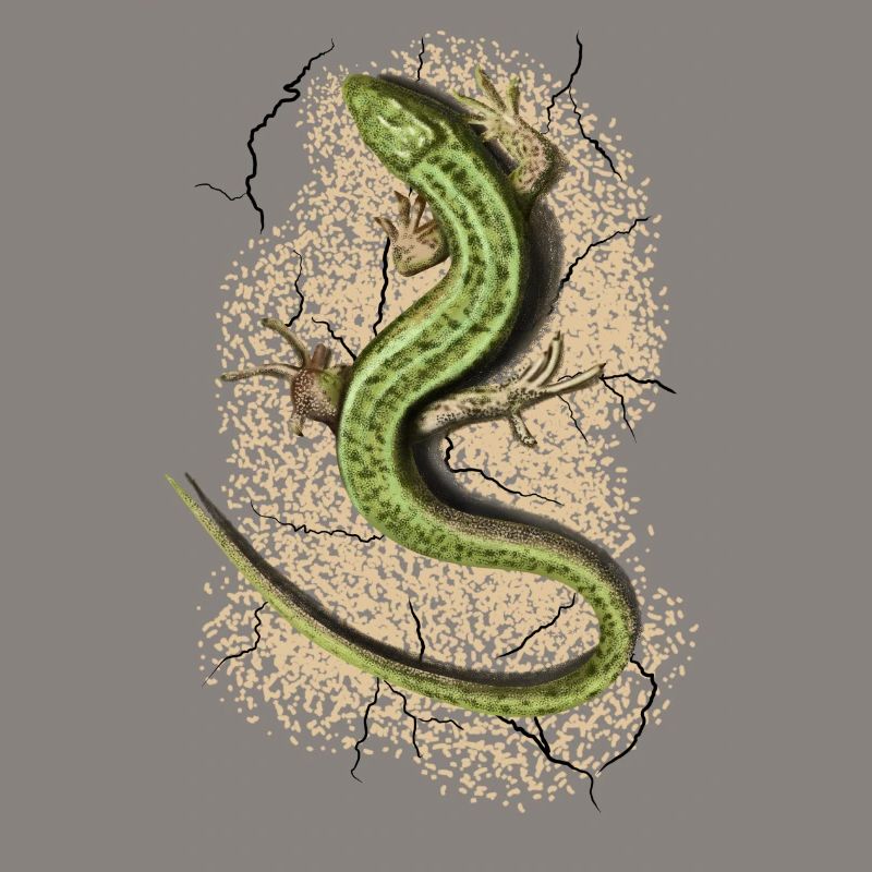 Lizard