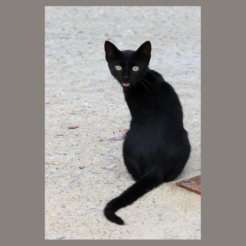 Cat black