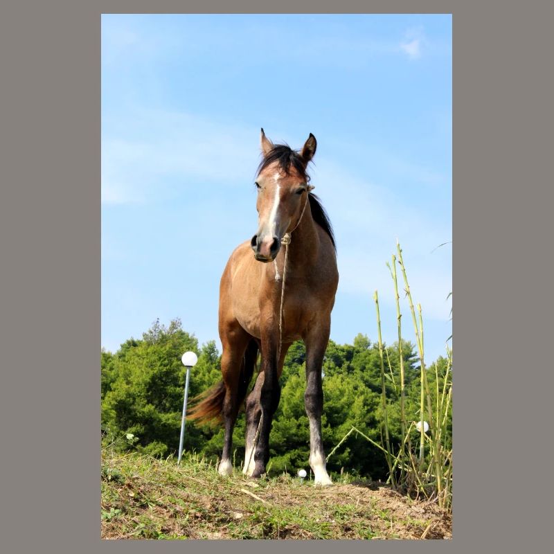 Affiche Cheval Cheval