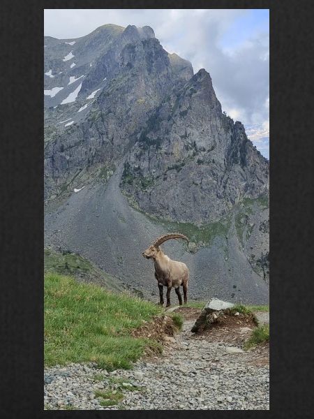 Bouquetin des Alpes