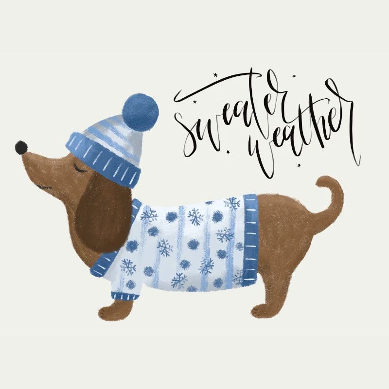 Teckel avec pull et chapeau Pull Météo bleu