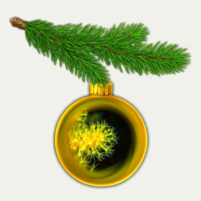 Weihnachtskugel mit Krustenanemonen am Tannenzweig