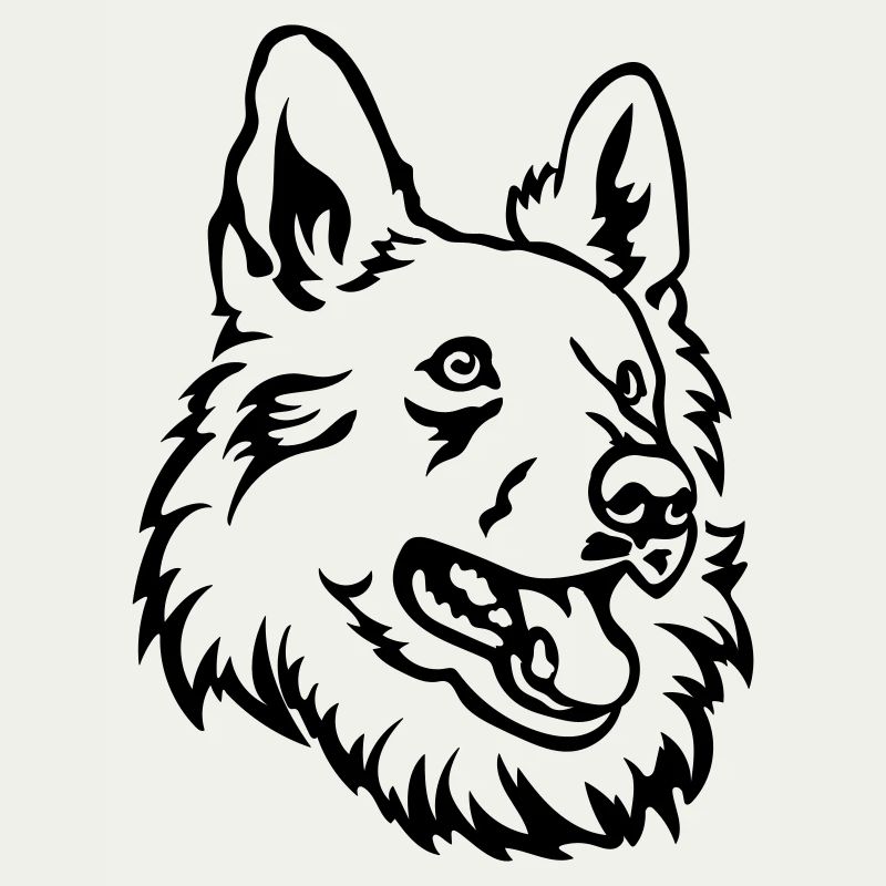 Schweizer Schäferhund Kopf