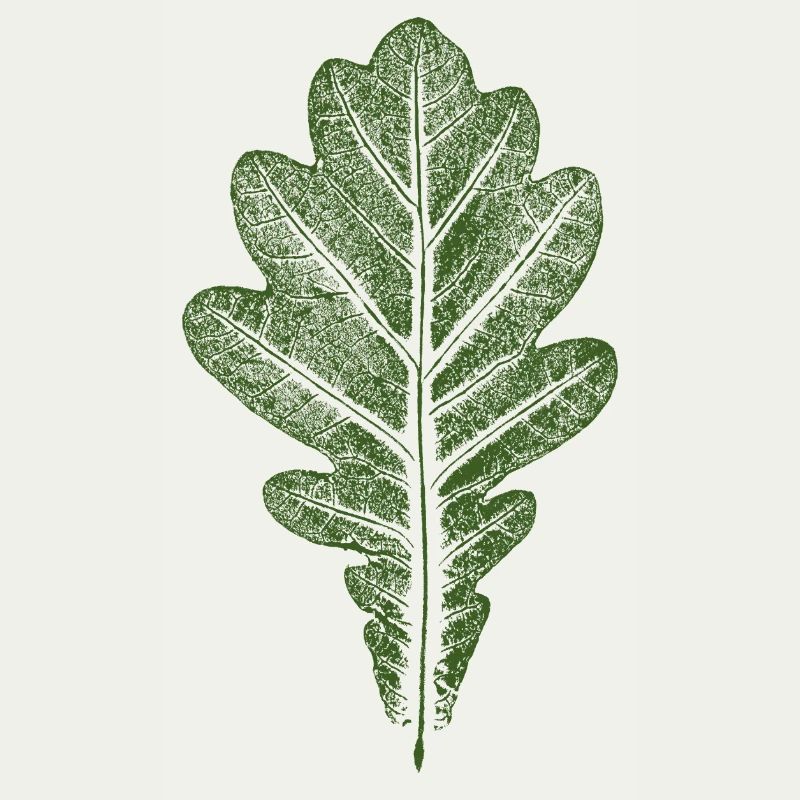 Blatt Eiche - Eichenblatt / Natur & Wald Design