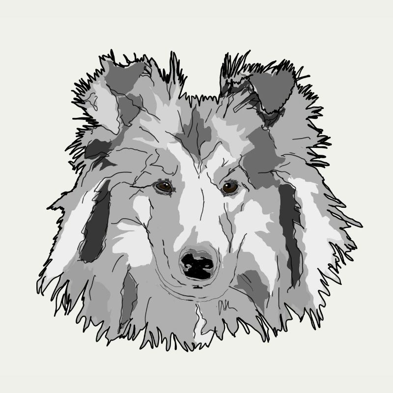 Collie