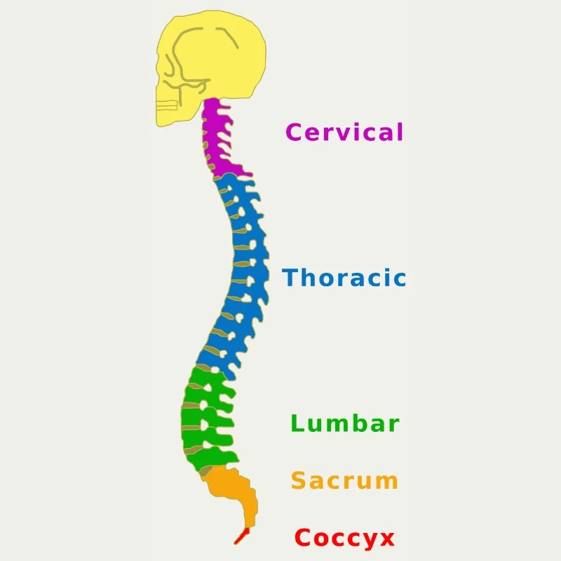 Wirbelsäule Spine Physio