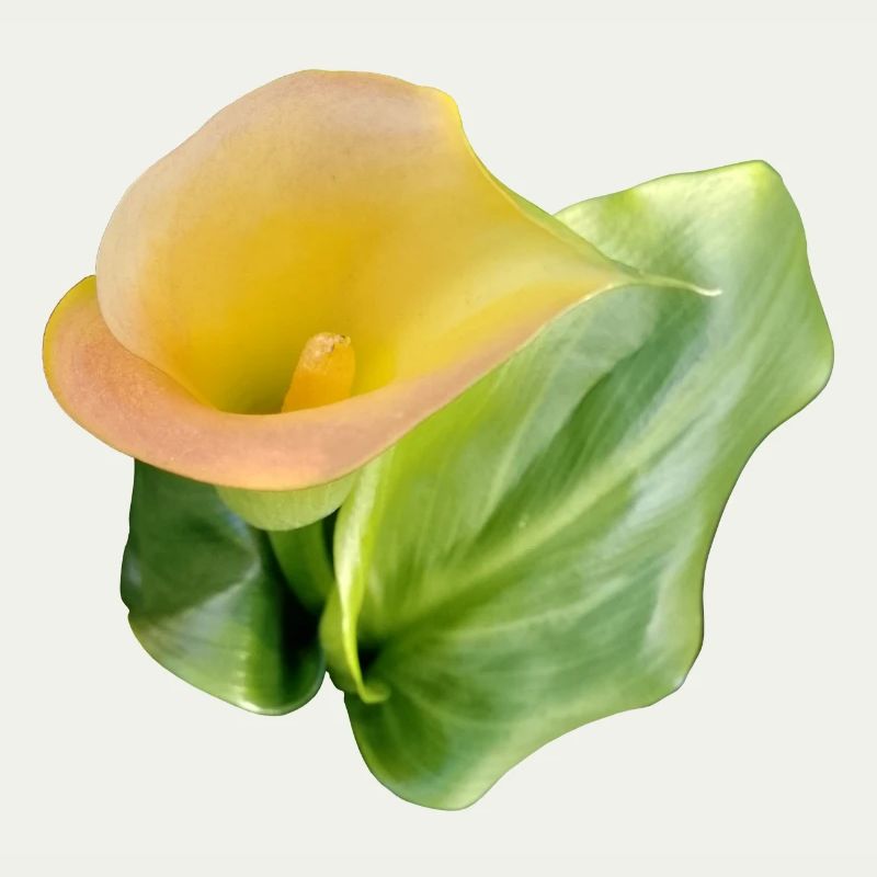 LYS CALLA JAUNE