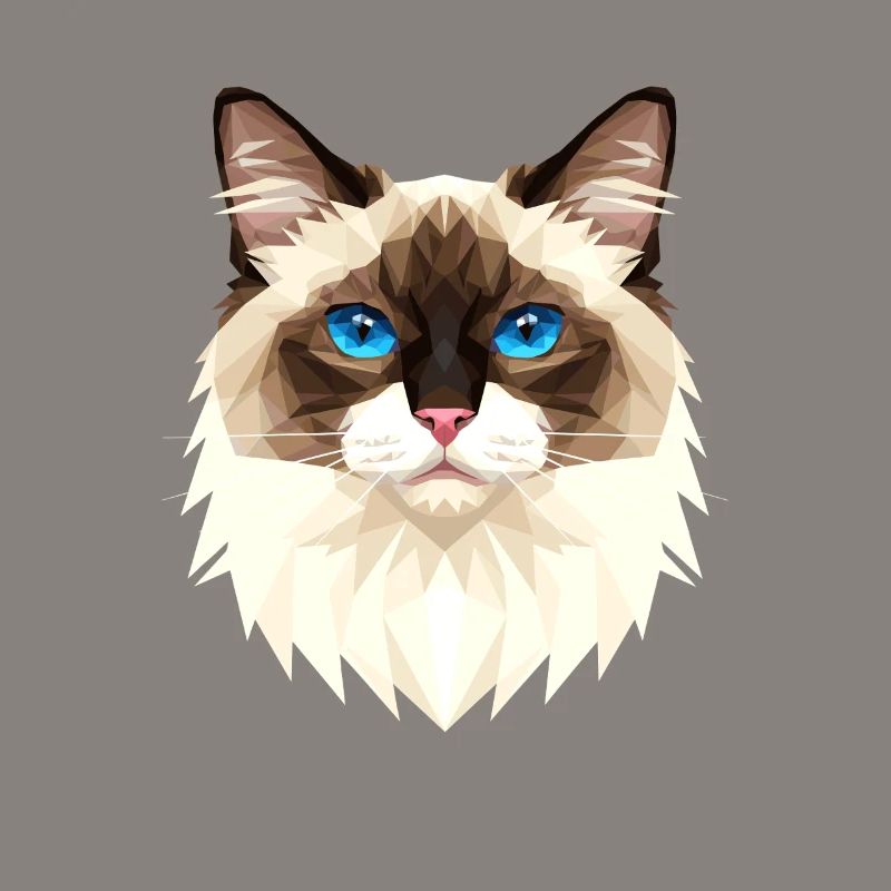Chat Birman Chat Birman Sacré Chat Birman Mignons Chats Birman