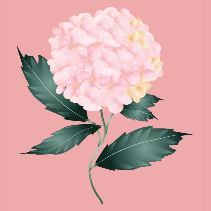 A delicate pink hydrangea - Fascinating flower