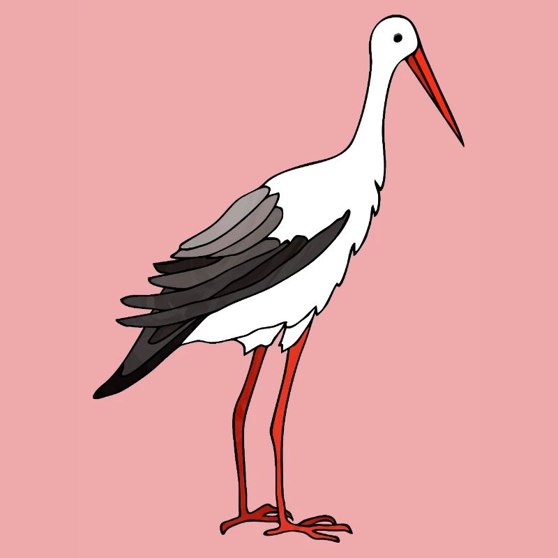 Uccello cicogna