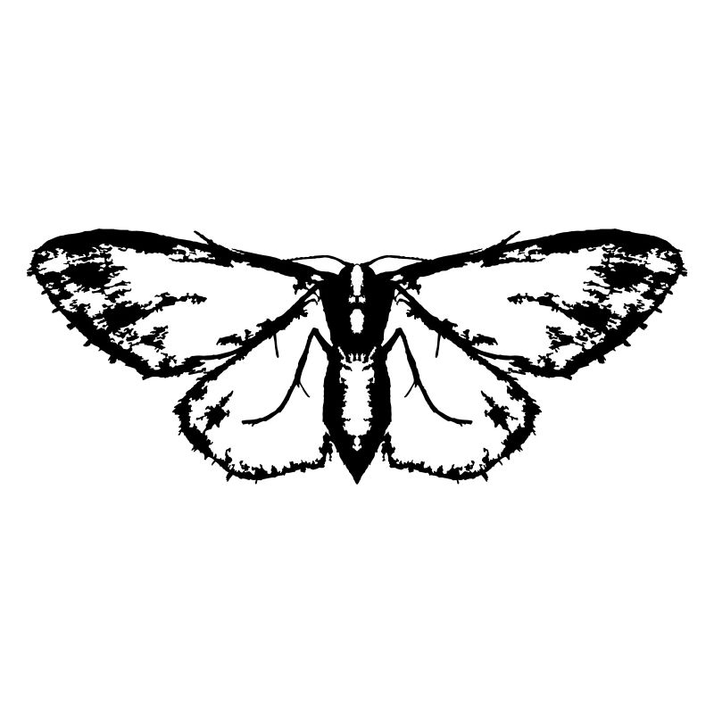 Moth / Butterfly / Moth