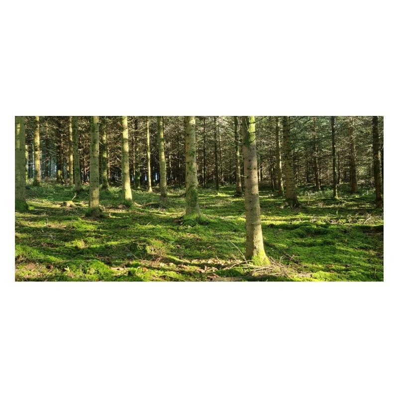 Lichter Waldlandschaft Druckdesign
