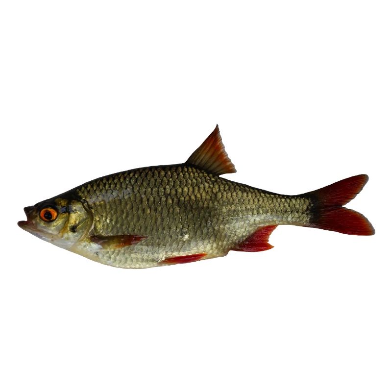 Common rudd