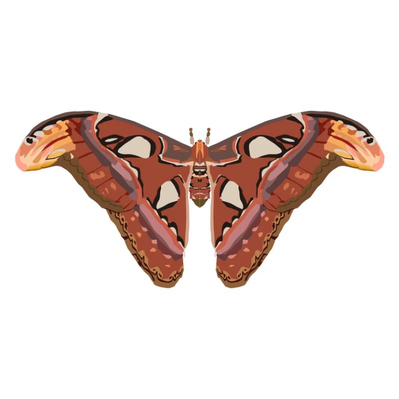 Schmetterlinge: Der Atlasspinner